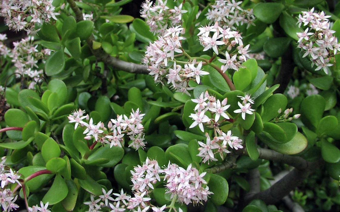 Green Jade Succulent Cuttings - Crassula Argentea - 10 Healthy Propagation Plants for Indoor & Outdoor Gardening