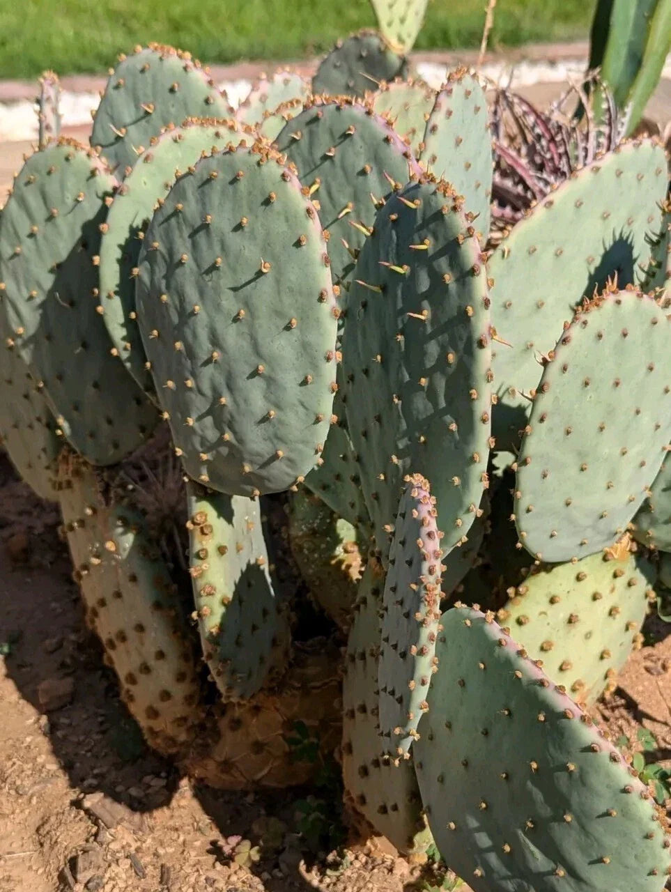 Purple Prickly Pear Cactus Pad, Fresh Cut Opuntia violacea, Drought-Resistant, Indoor Outdoor, Propagation