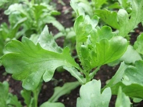 Chrysanthemum Seeds - Lager Tiger Ear Leaf Tong Ho Herb & Veg Seeds (茼蒿菜) for Culinary and Garden Use