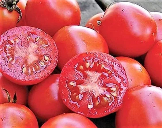 Siberian Tomato Seeds – Organic Heirloom Non-GMO – Solanum lycopersicum – 30+ Pack for Container & Garden Bed Cultivation