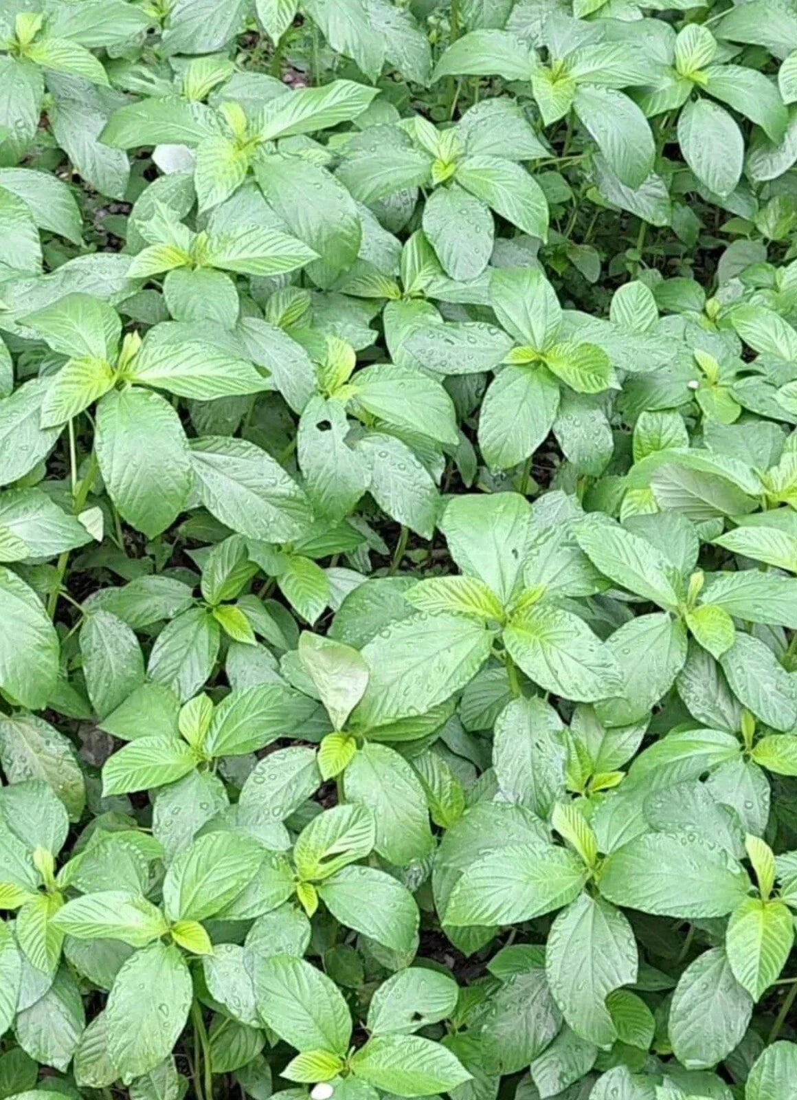 200+ Egyptian Spinach Saluyot Jute Molokhia Seeds - Heirloom Vegetable Seeds for Home Gardening