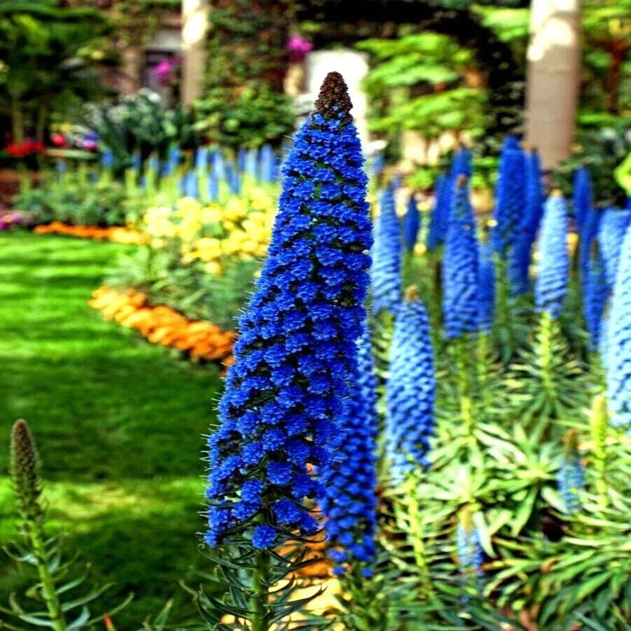 Pride of Madeira Flower Seeds - Blue Tower of Jewels - Echium fastuosum - Garden Plant Seeds for Stunning Blue Blooms