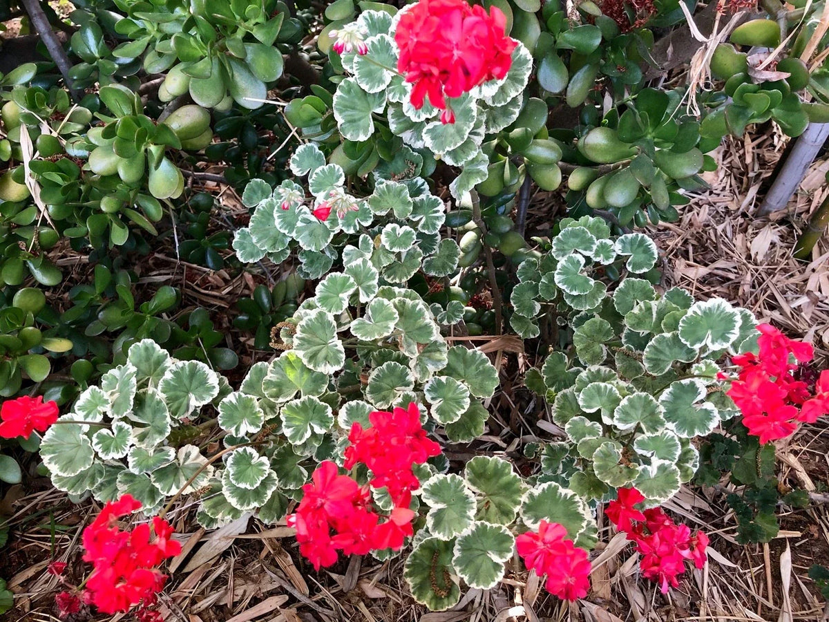 Variegated Pelargonium Zonal Geranium Live Plant Cutting - Rare Variegated Leaf, Easy Care, Indoor/Outdoor, Pelargonium × hortorum