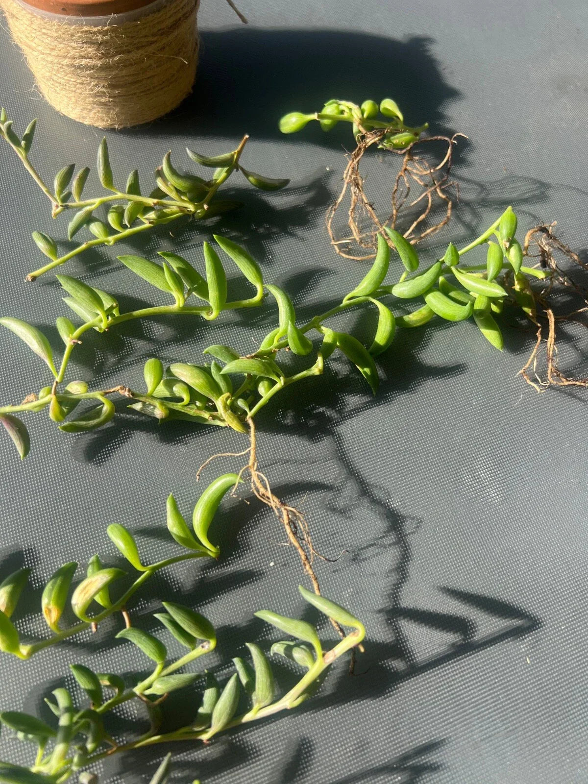 String of Bananas Succulent Cuttings Set of 3 - Senecio radicans - Easy Care Indoor Propagation Plant
