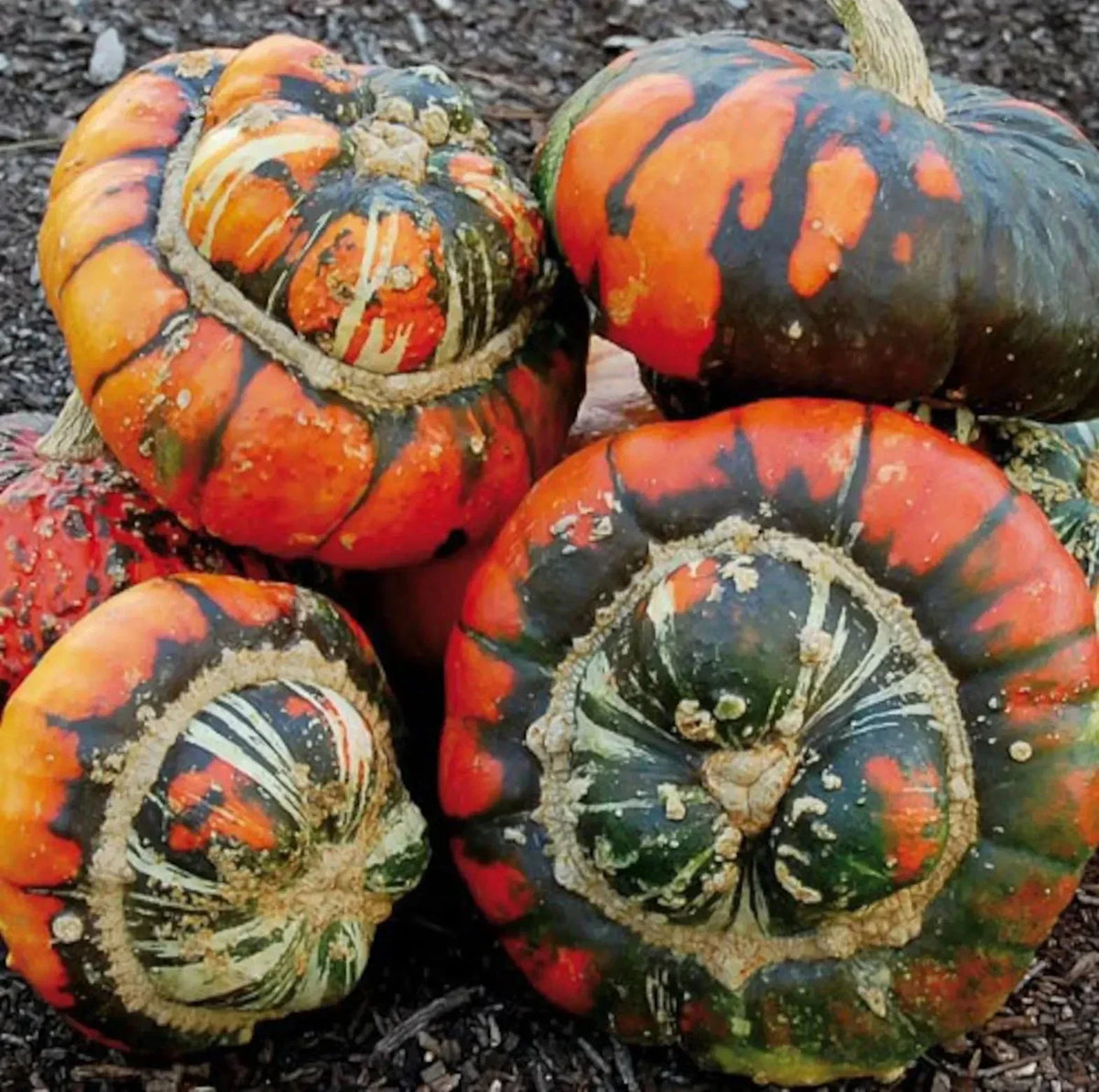 Turk's Turban Pumpkin Gourd Seeds - 50 Heirloom Organic Non-GMO, Ornamental Cucurbita maxima, Fall Decoration, Vining Plant