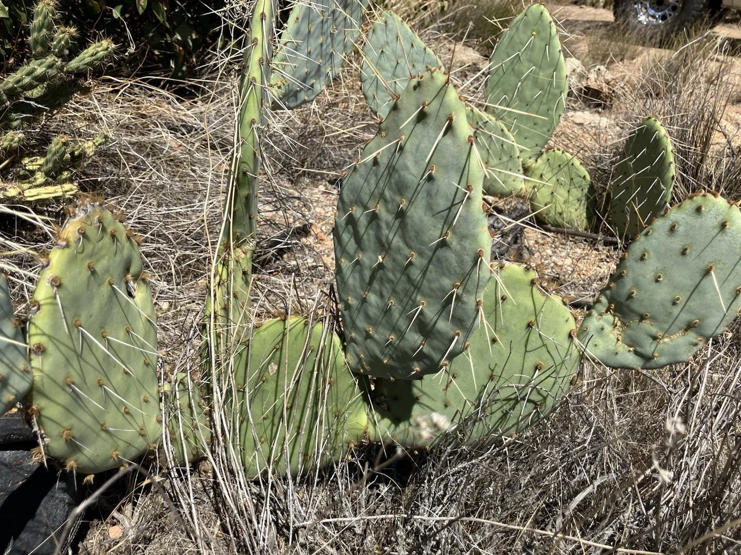 Prickly Pear Cactus Plant in 4-Inch Pot | Opuntia spp. Drought-Tolerant Succulent for Indoor & Outdoor Gardens