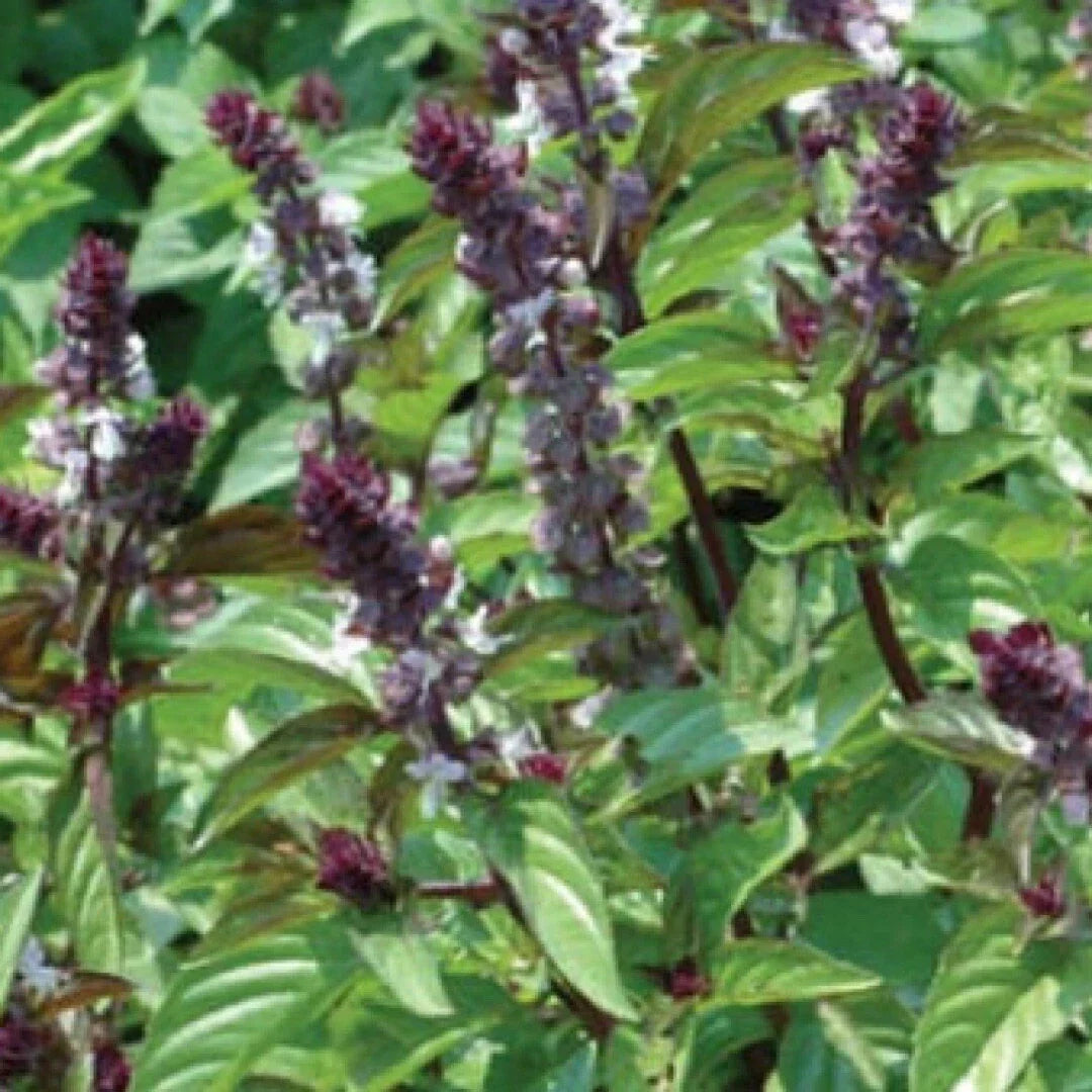 Heirloom Cinnamon Basil Seeds 500+ Non-GMO Organic Ocimum basilicum for Culinary & Garden Use Free Shipping USA