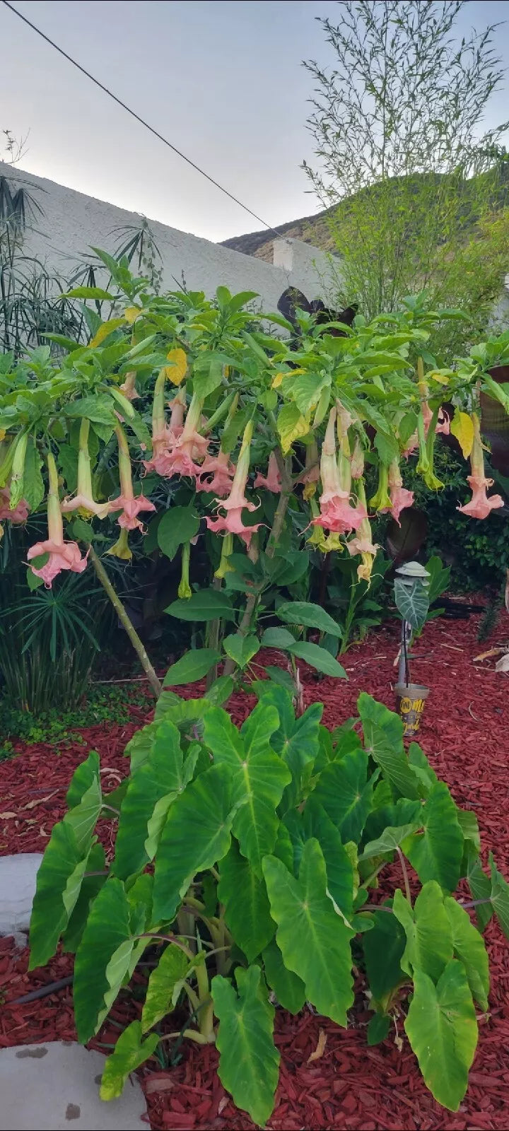 Angel Trumpet Plant 1 Gal Pot Brugmansia spp. Fragrant Tropical Flowering Shrub Rooted Random Variety