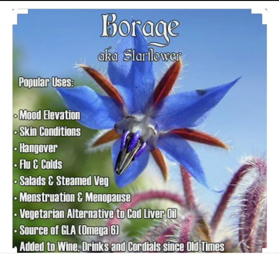 60 Borage Seeds | Organic Non-GMO Borago officinalis Herb for Garden & Culinary Use
