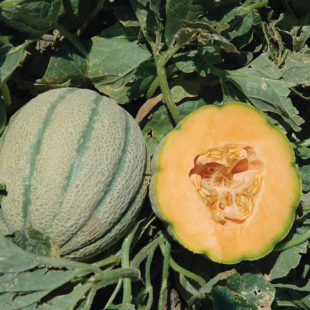Orange Sherbet Melon Seeds – Non-GMO Heirloom Cucumis melo for Home Garden, Vining, Juicy Orange Flesh