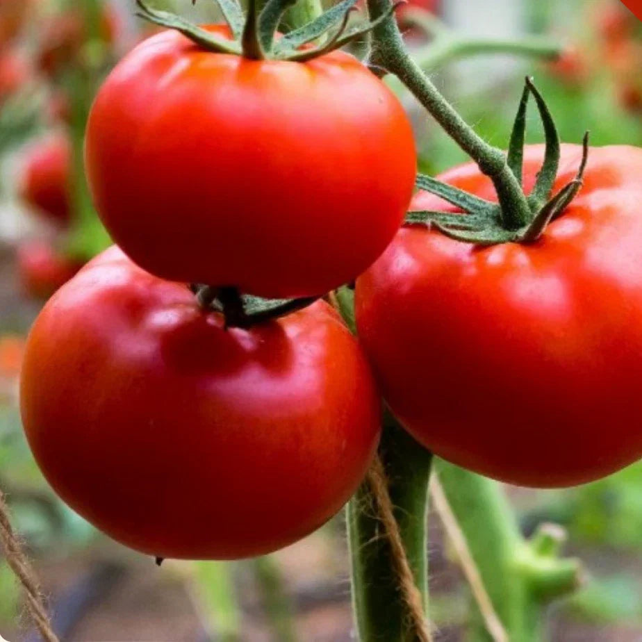 Ace 55 Tomato Seeds | Heirloom Non-GMO | 500 Seeds | Solanum lycopersicum