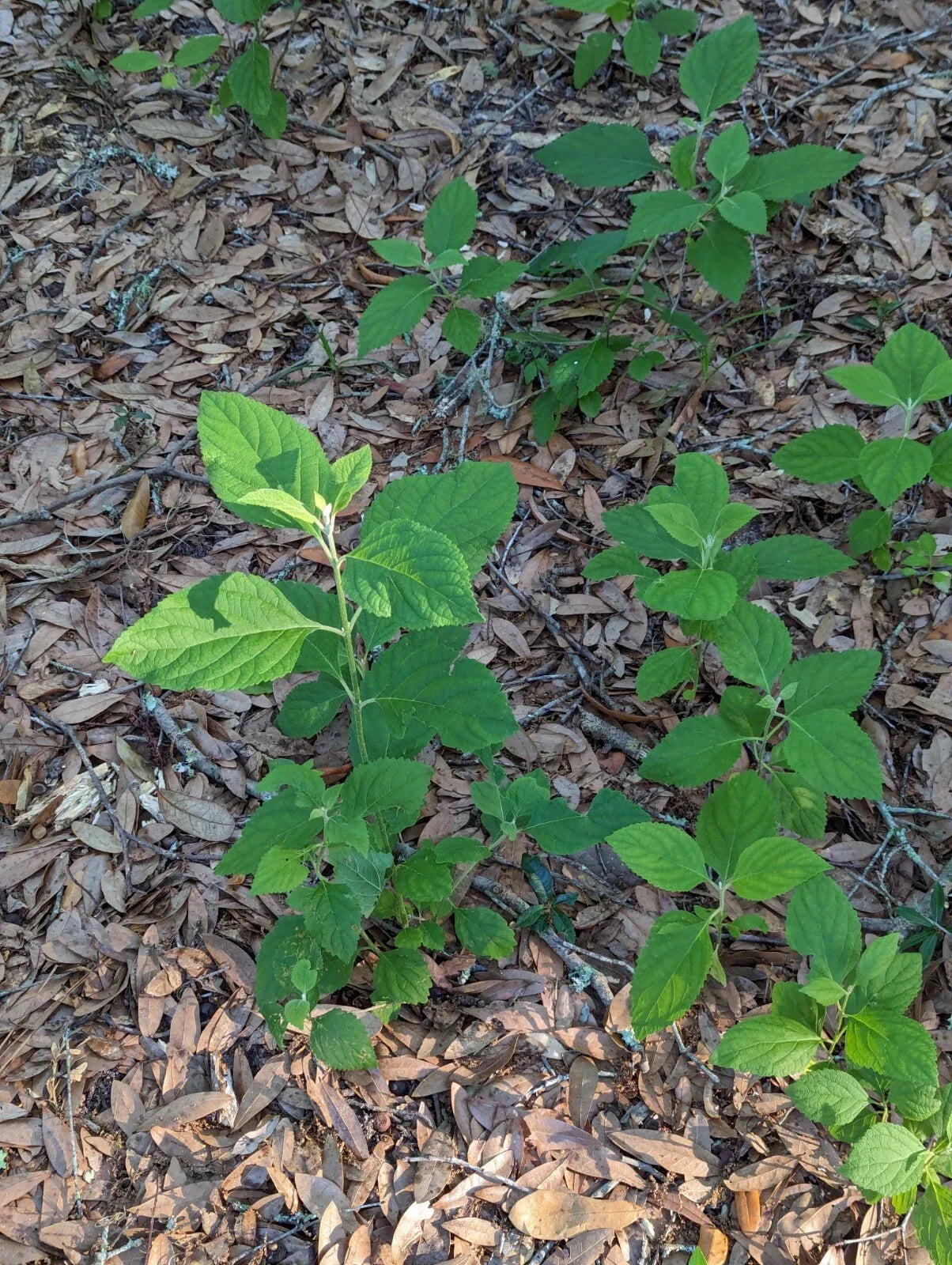 Beauty Berry Bush Cuttings - 4 Live Propagation Plant Cuttings in Purple & Lavender - Callicarpa