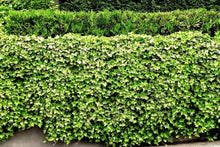 Live English Ivy Roots - 5 Pack - Green Ground Cover for Patio & Lawn - Hedera helix