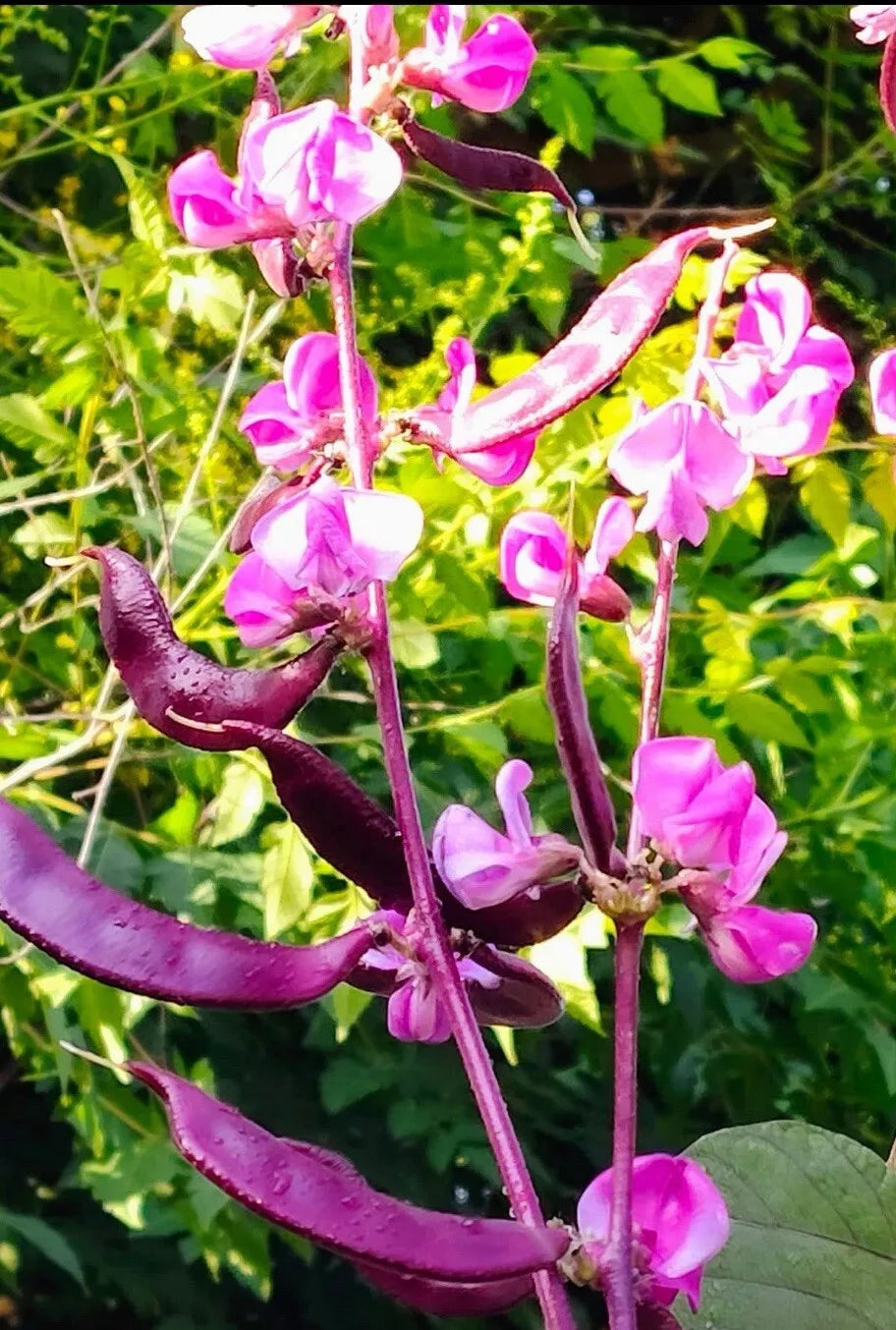 Bataw Seeds - Purple Moon Hyacinth Bean (Lablab purpureus) - 15+ Seeds - Buy 2 Get 1 Free