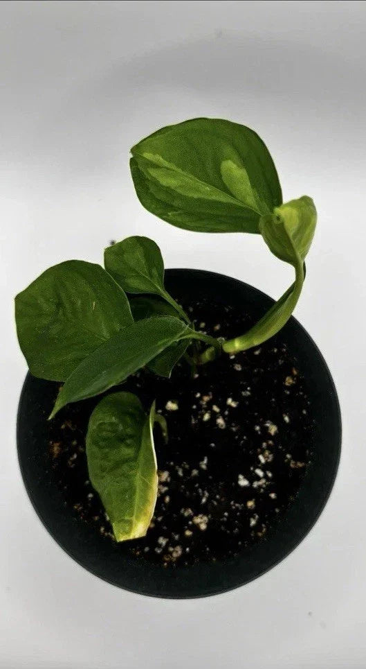 Global Green Pothos Starter Plant – Rare Variegated Epipremnum aureum Indoor Houseplant, Trailing Vine, Easy Care