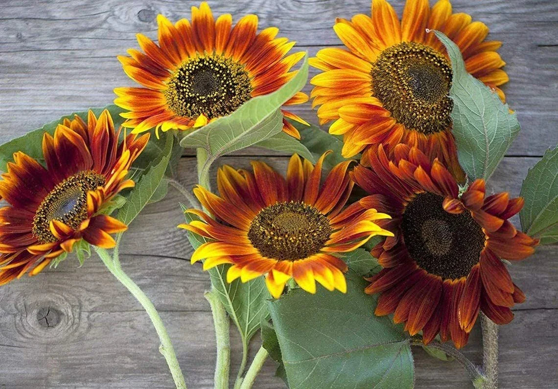 Autumn Beauty Sunflower Seeds - 50 Count - Helianthus annuus - Vibrant Fall Colors