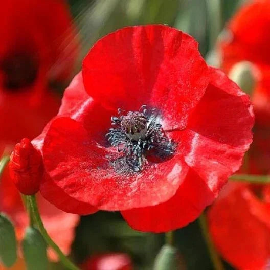 Red Corn Poppy Seeds - 200+ Pack - Papaver rhoeas - USA Grown