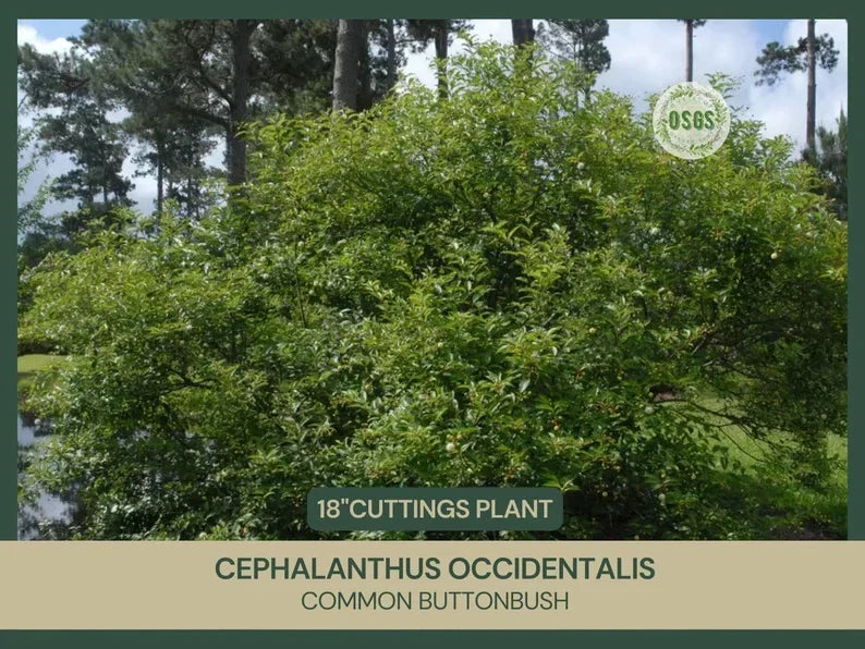 Buttonbush Cuttings 18" Fresh Cephalanthus occidentalis Native Wetland Plant for Rain Gardens