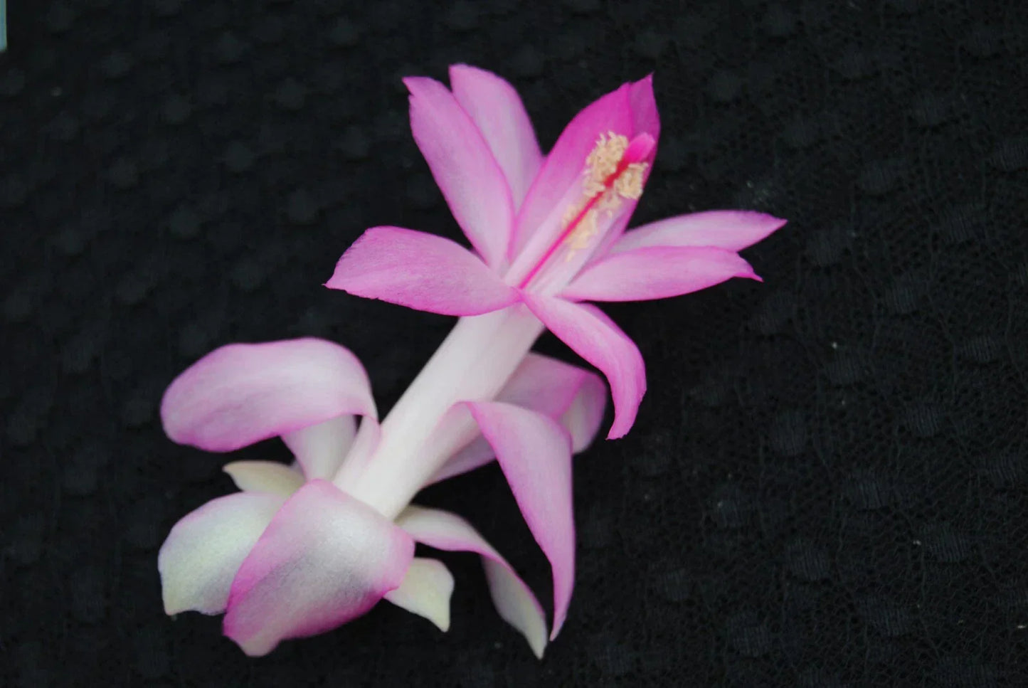 Christmas Cactus Starter Plant Liberty Pink Frost - Schlumbergera Truncata