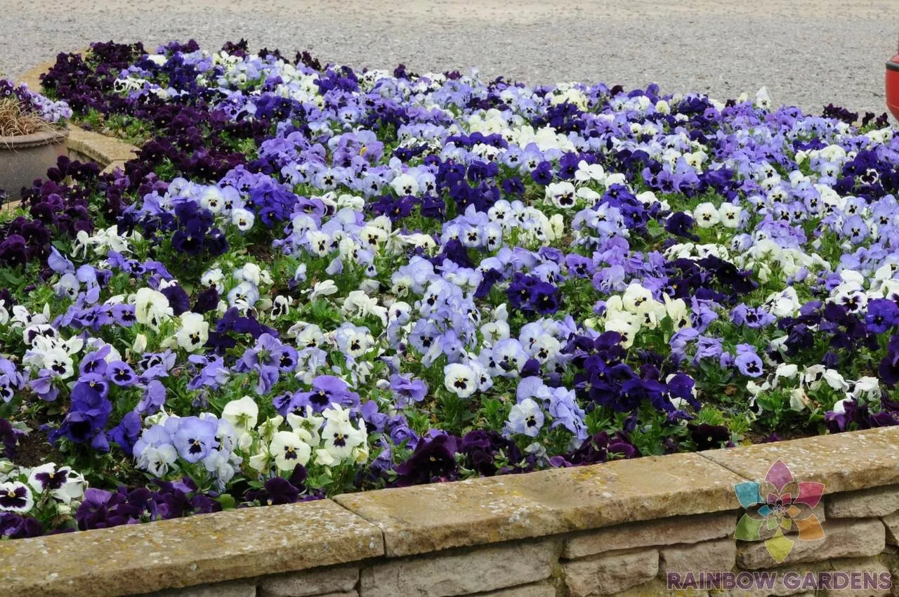 200+ Ocean Breeze Mix Pansy Seeds - Viola tricolor var. hortensis - USA Grown Garden Flowers