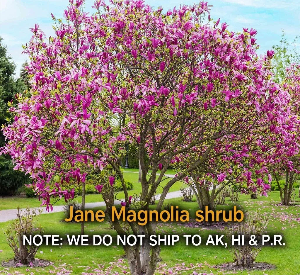 Jane Magnolia Shrub Live Plant - 2.5" Pot, Cold Hardy, Spring Blooms, Magnolia x Jane, Zones 4-7