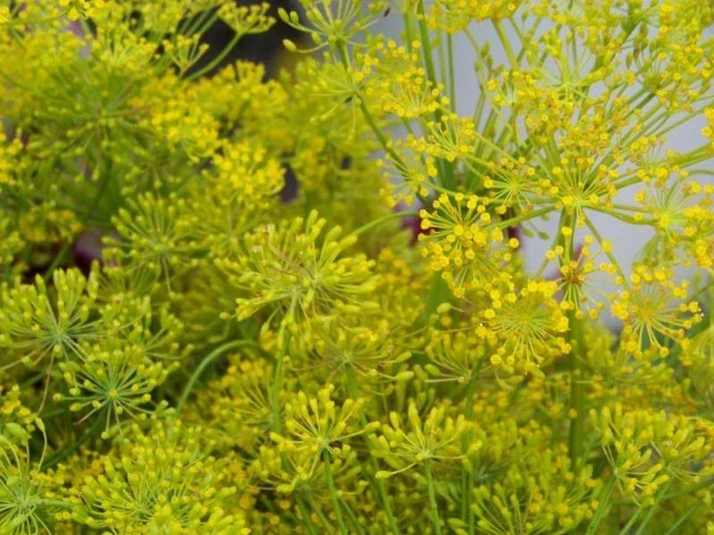 Organic Herb Seeds - Bouquet Dill, Anethum graveolens, 360 Seeds, Culinary, Non-GMO, Indoor & Outdoor Gardening
