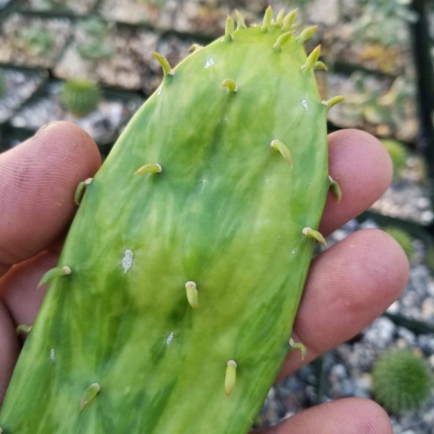 Opuntia Stardust Pad Cutting Cactus | Live Succulent Plant | Drought-Tolerant Opuntia spp.