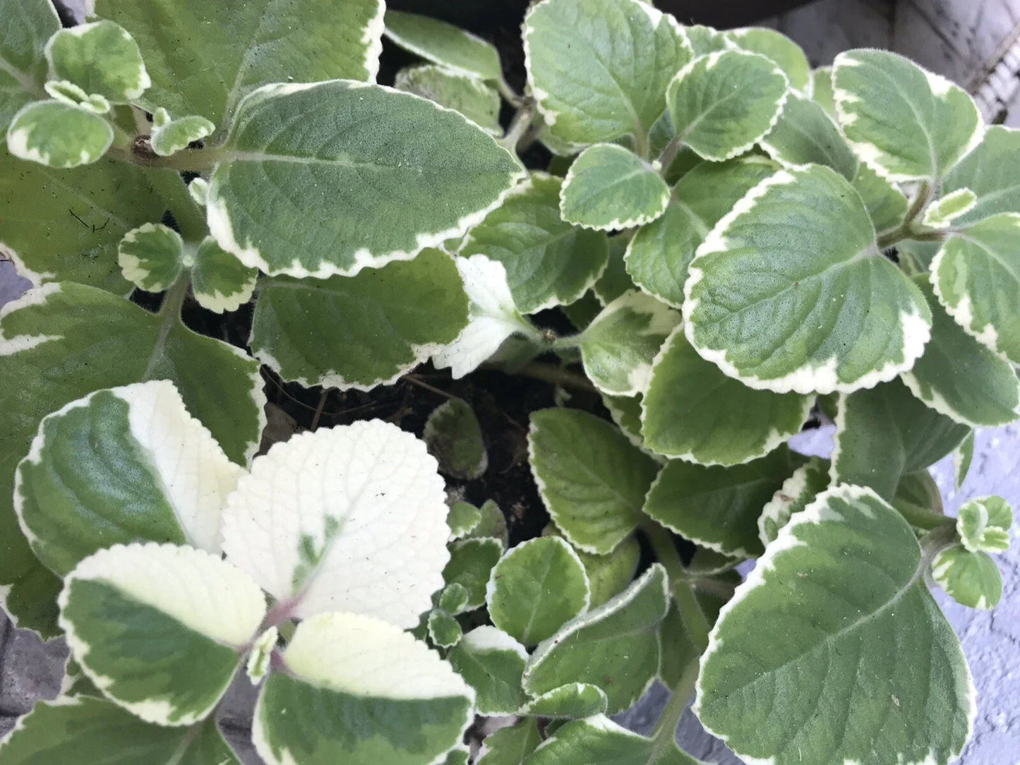 Variegated & Green Cuban Oregano Plant Cuttings - 6 Plectranthus amboinicus for Gardening & Culinary Use