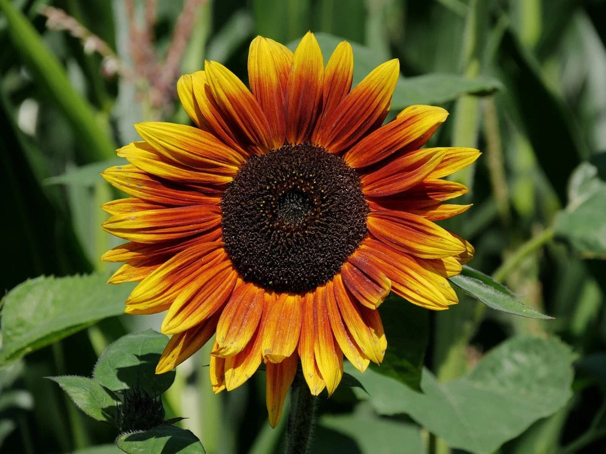 Indian Blanket Sunflower Seeds - 50 Pack Gaillardia pulchella Bright Yellow & Red Blooms for Gardens, Borders, Containers