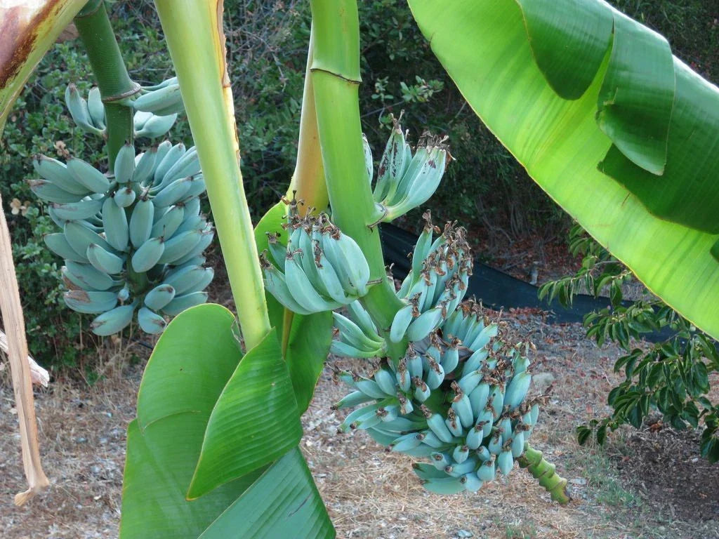 Live Blue Java Banana Plant - Small Rooted Starter - Musa acuminata 'Blue Java' - Tropical Edible Fruit Plant