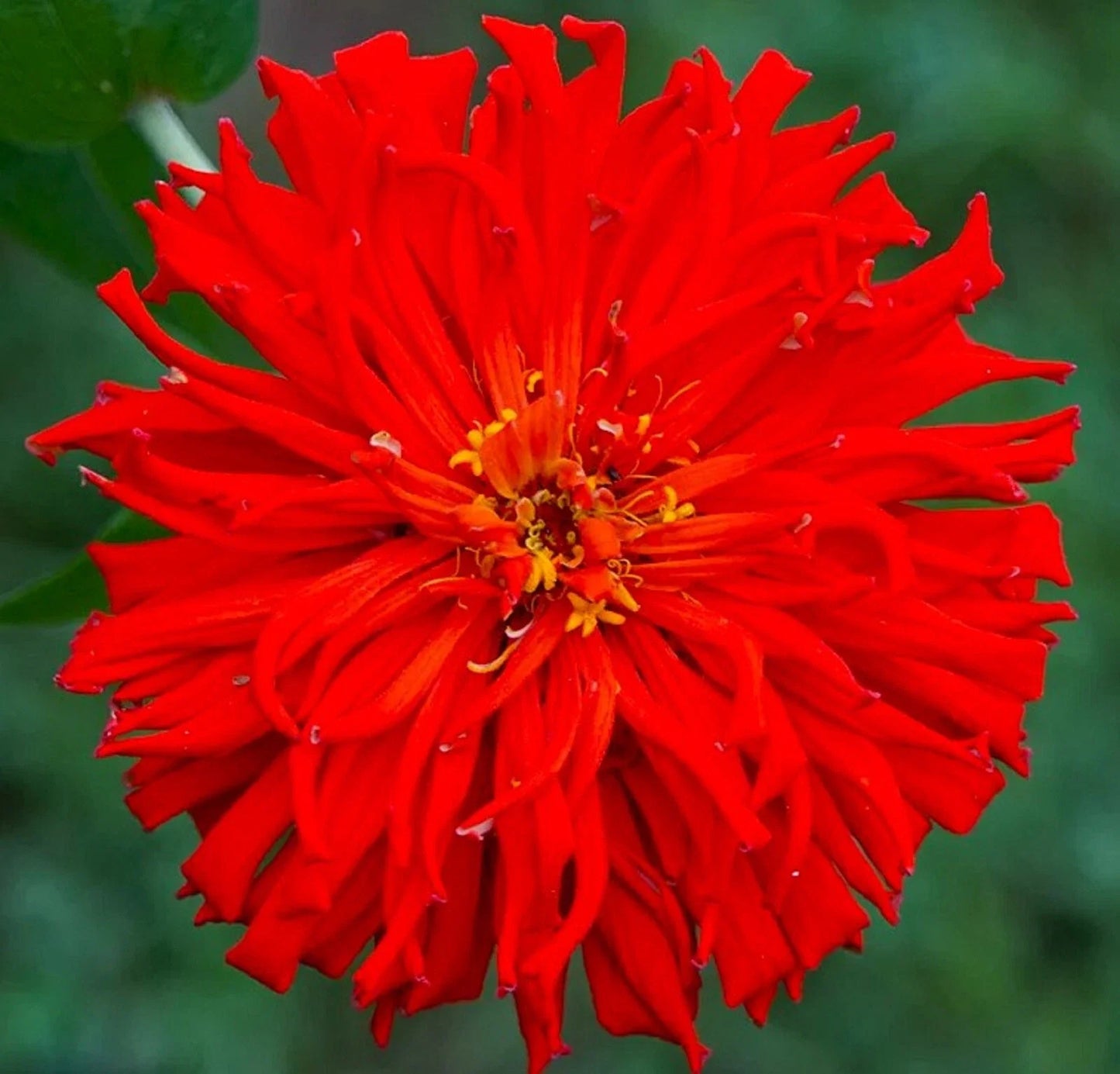 Red Giant Cactus Zinnia Seeds - 100+ Seeds - Zinnia elegans - Vibrant Red Flowers, Easy to Grow