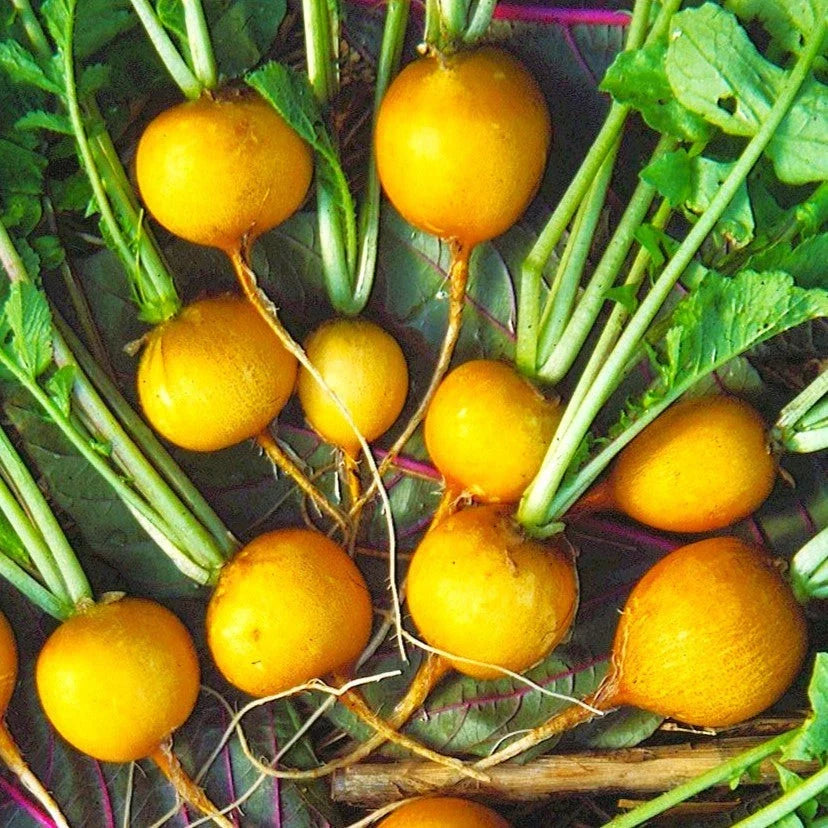 Golden Helios Radish Seeds - Yellow Globe Variety for 2025 Planting | Raphanus sativus