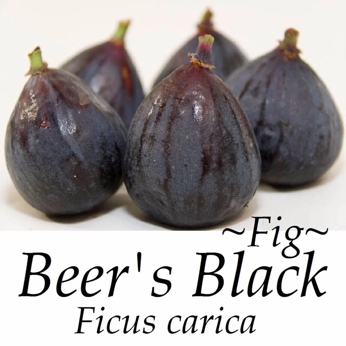 Beer’s Black Fig Live Bare Root Plant 16+ Inches | Ficus carica 'Beer’s Black' Self-Fertile Fruit Tree