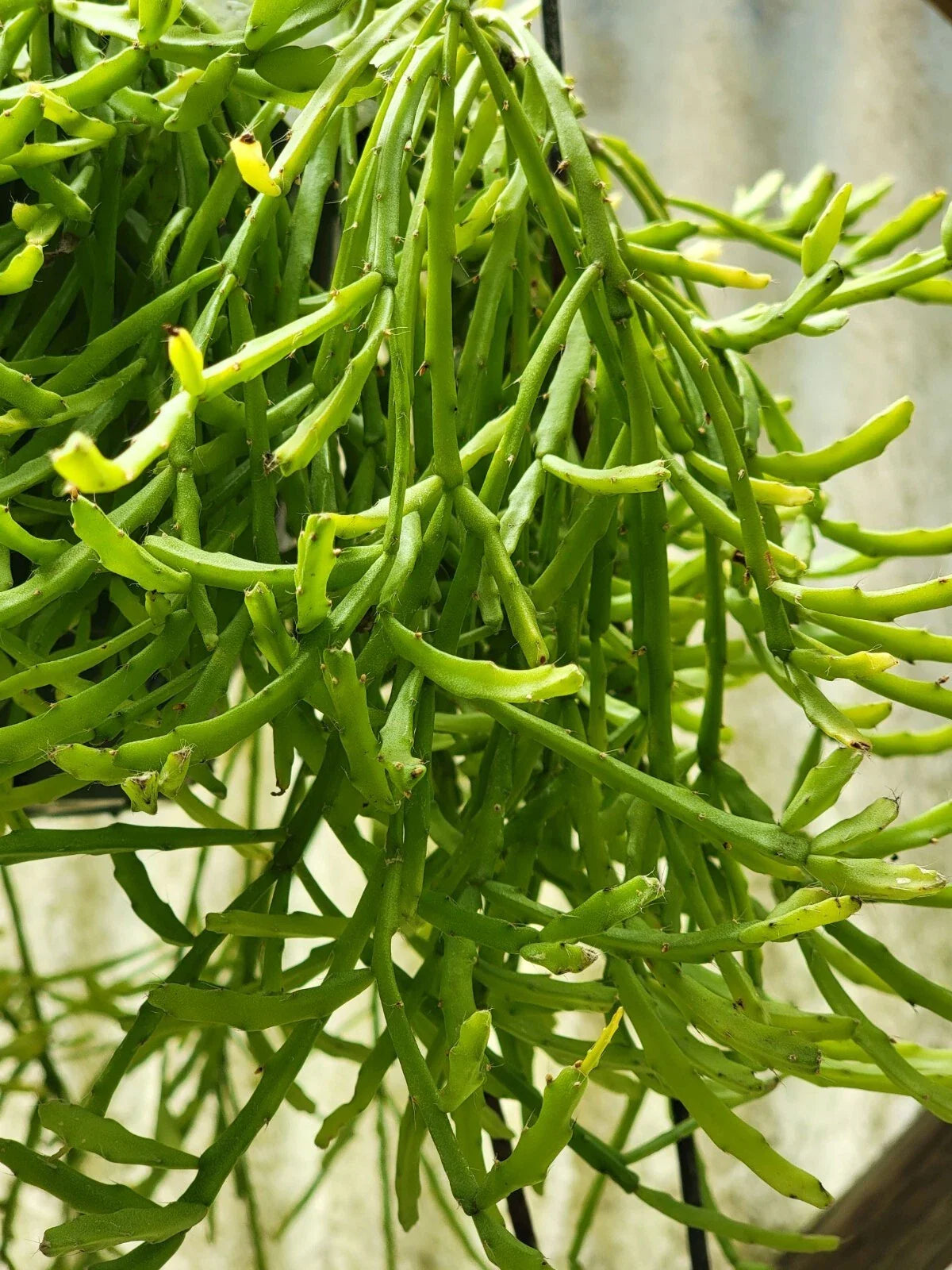 Mistletoe Cactus Plant 4-inch Pot Rhipsalis ewaldiana Rare Jungle Houseplant for Indoor Decor