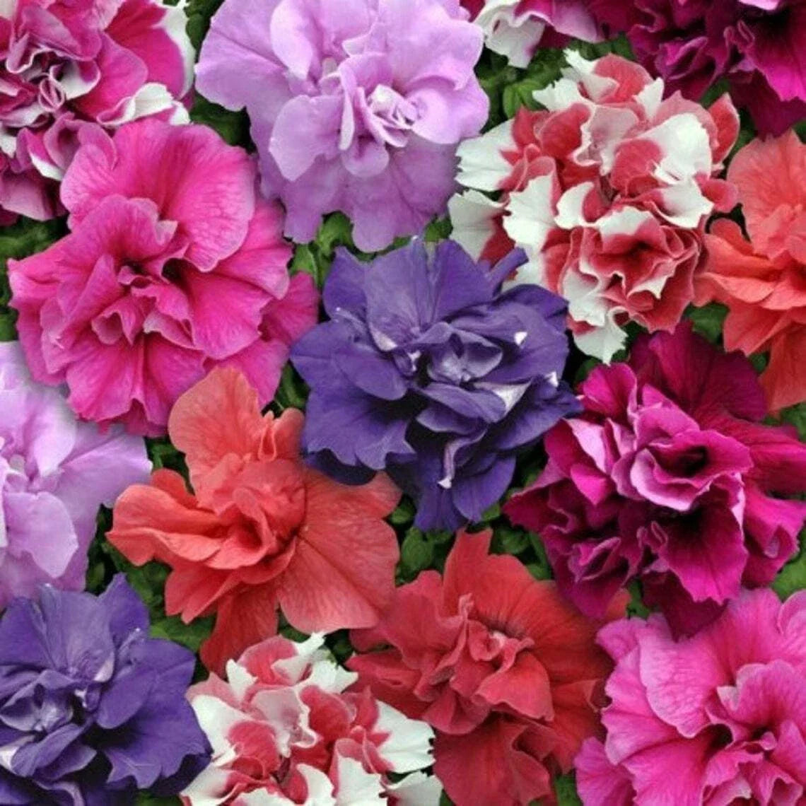 Double Mix Petunia Seeds for Containers, Hanging Baskets, Window Gardens - Petunia × atkinsiana, Vibrant Flowers