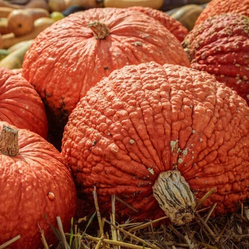 Red Warty Thing Pumpkin Seeds - 25+ Pack - Cucurbita pepo - USA Grown