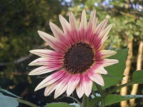 Indian Blanket Sunflower Seeds | 25+ Seeds | Gaillardia pulchella | Vibrant Multi-Colored Blooms
