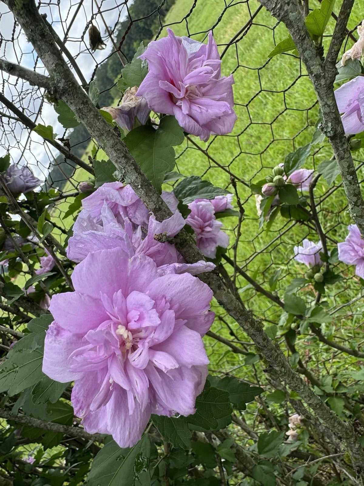 Fresh Cut Purple Double Rose of Sharon Flowers - Hibiscus syriacus - 5 Stems for Garden, Landscape, Hedges