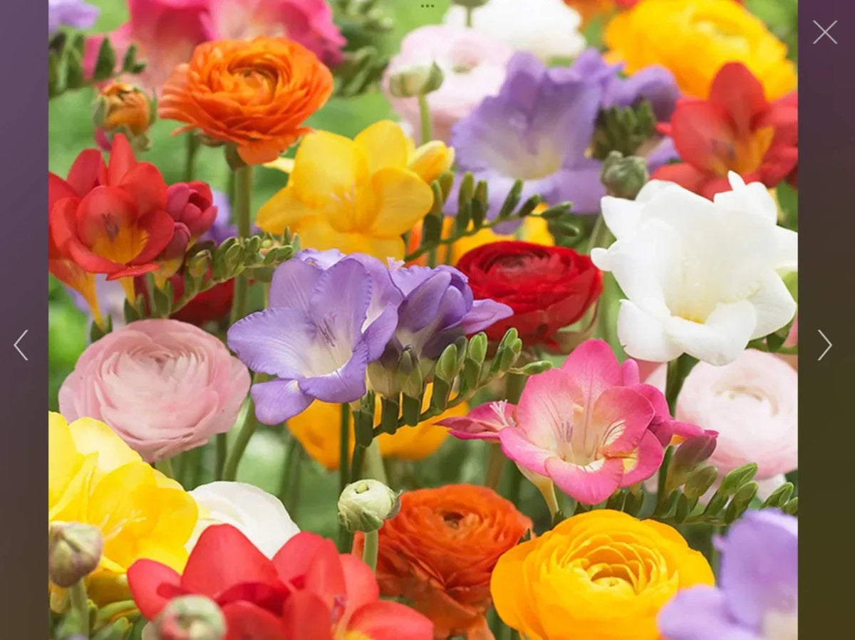 Freesia and Ranunculus Flower Seed Collection – 150 Seeds for Garden, Border & Container Planting, Vibrant Colors, Fragrant Blooms