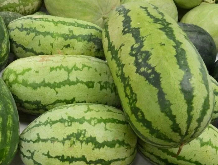 Watermelon Seeds 15 Ct Jubilee Variety Non-GMO Citrullus lanatus for Home Garden, Large Juicy Fruits