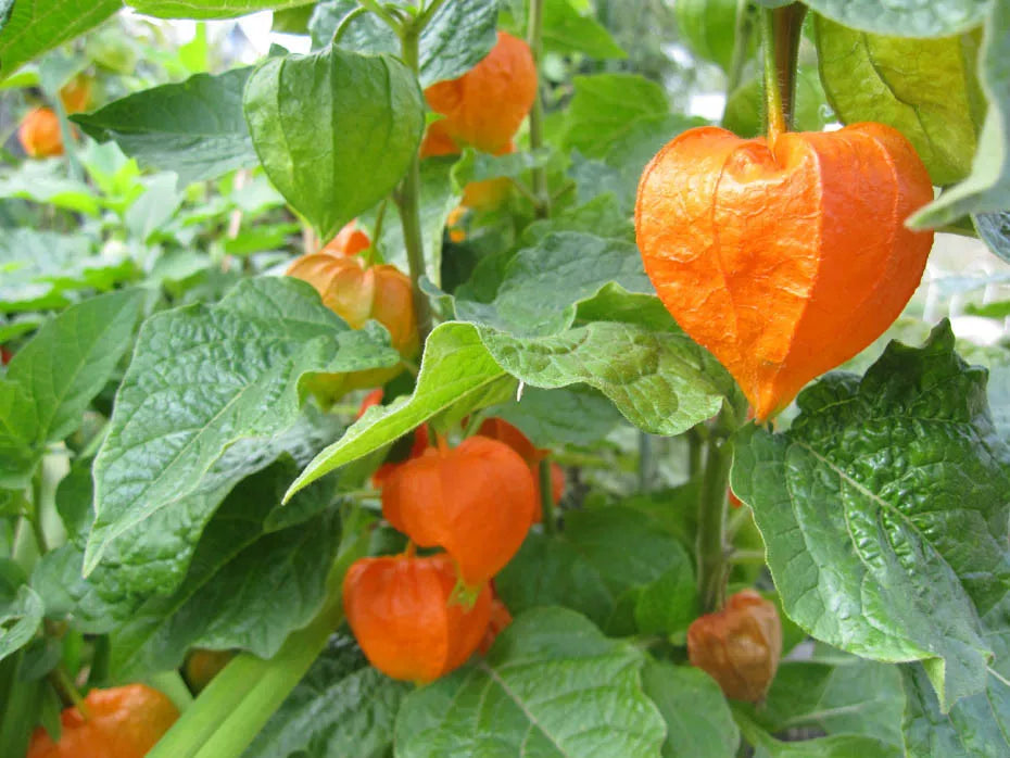 Chinese Lantern Seeds - Red/Orange Flower Pods - Physalis alkekengi - Garden Plant, Ornamental, Easy to Grow