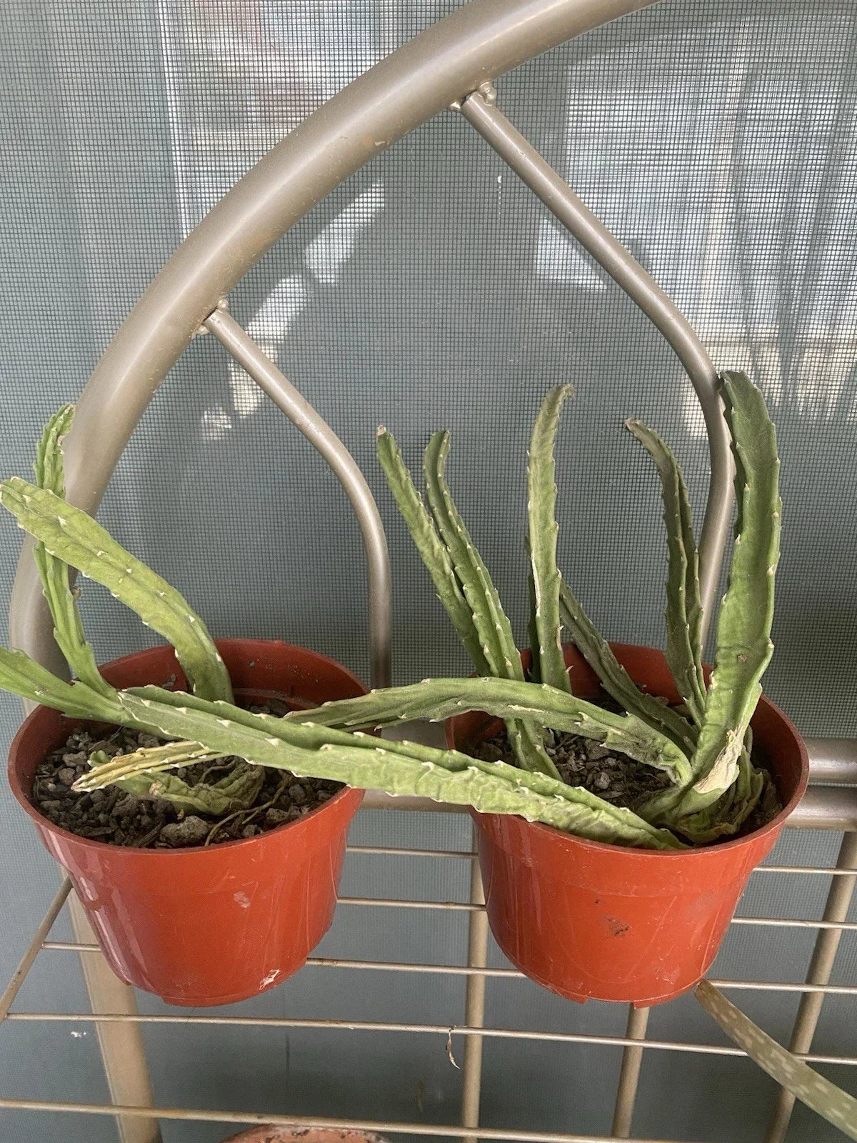 Stapelia Gigantea Live Plant in 4" Pot – Starfish Plant, Drought-Resistant, Unique Flowers, Indoor/Outdoor Succulent