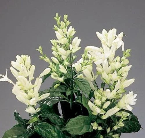 White Shrimp Plant Starter - Whitfieldia longifolia - Rooted White Candle Flower for Indoor & Outdoor Gardens