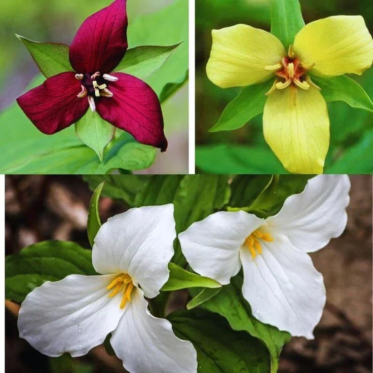 Trillium Mixed Bulbs | Trillium erectum | Native North American Perennial Wildflower