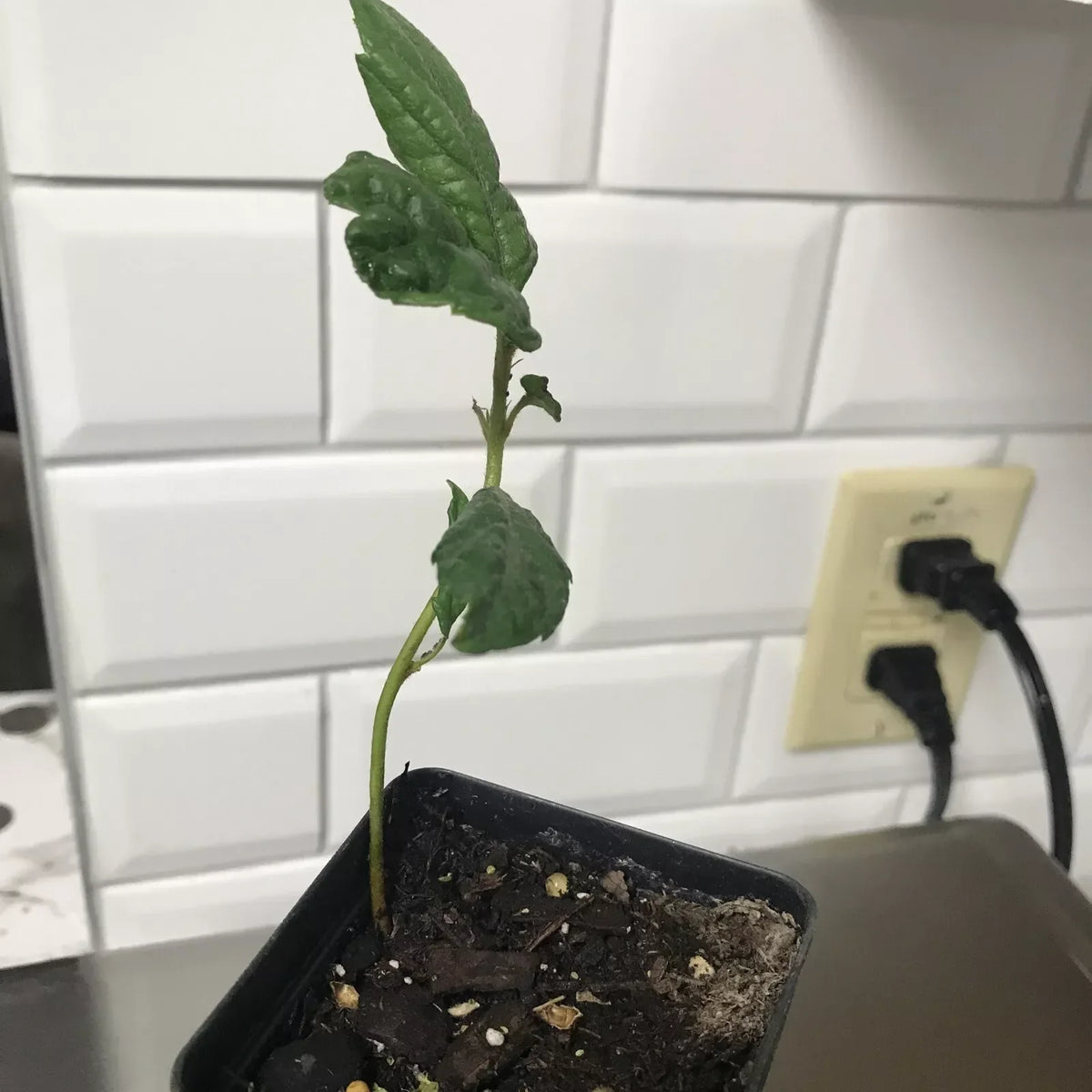 Loquat Fruit Tree Seedling 4-6 Inches in Pot Eriobotrya japonica Small Garden Tree