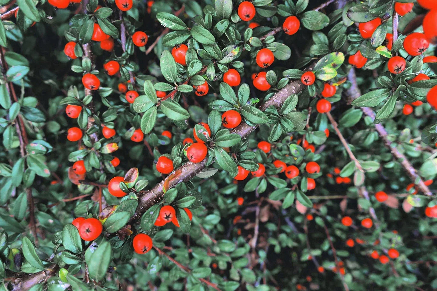 Creeping Cotoneaster Seeds - 50 Pack | Ground Cover Plant Cotoneaster adpressus