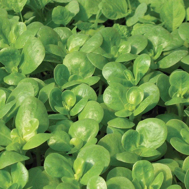 Golden Purslane Seeds – 750+ Fresh Herb Seeds for Gardening – Portulaca oleracea, Spreading, Low-Growing Annual