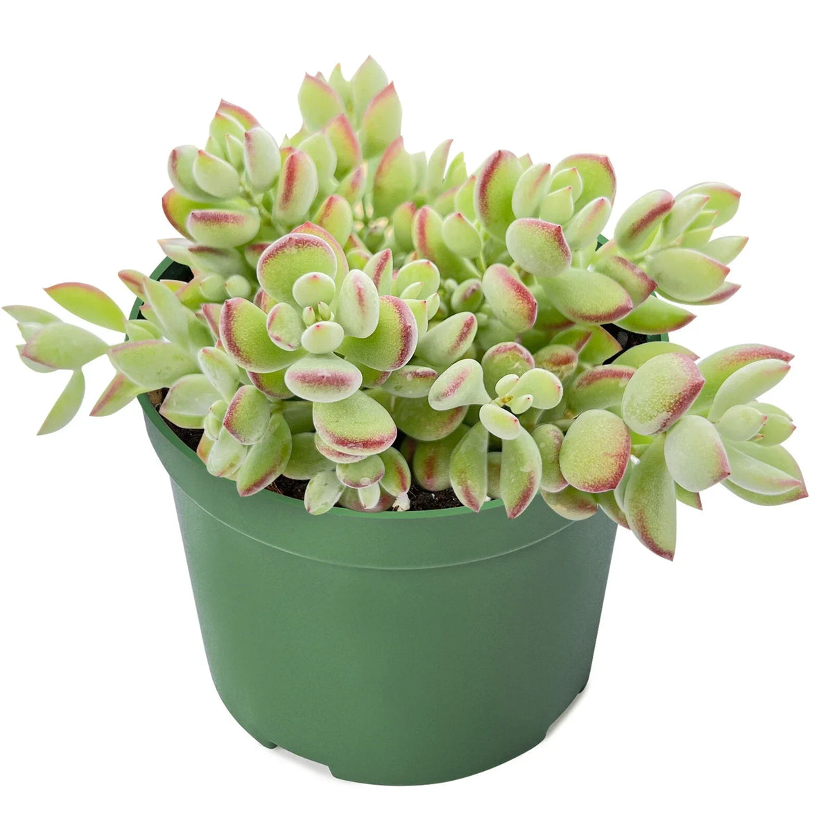 Live Rare Cotyledon Pendens Succulent in 4" Planter Pot – Trailing Houseplant, Drought-Tolerant, Indoor Decor, Crassulaceae