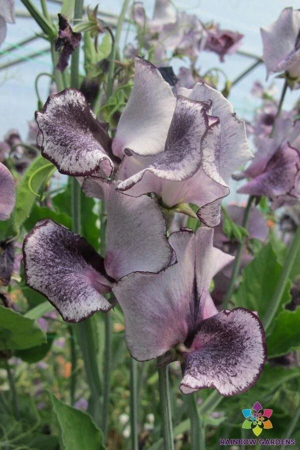 Nimbus Sweet Pea 50 Seeds - Lathyrus odoratus - USA Grown Flowering Garden Seeds