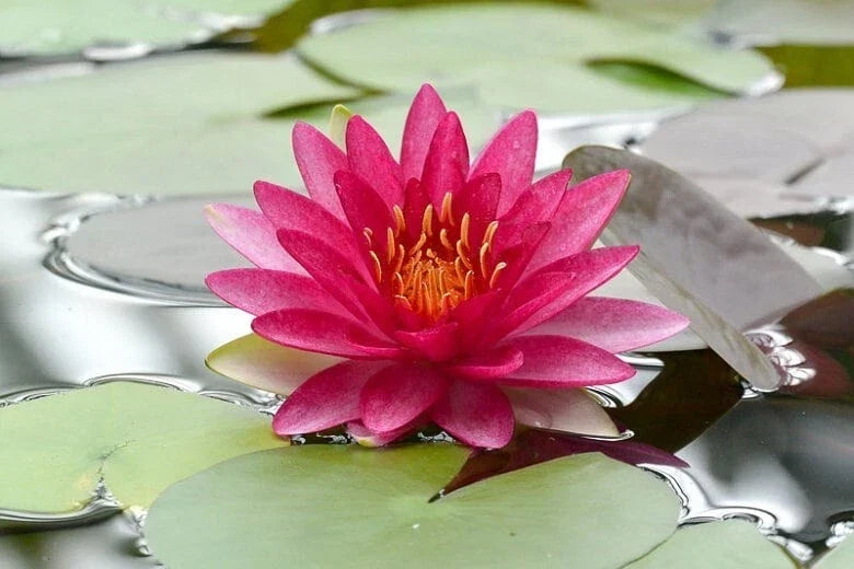 Water Lily Plant - Full-Grown Nymphaea 'Attraction' for Ponds and Water Gardens - Easy Aquatic Plant